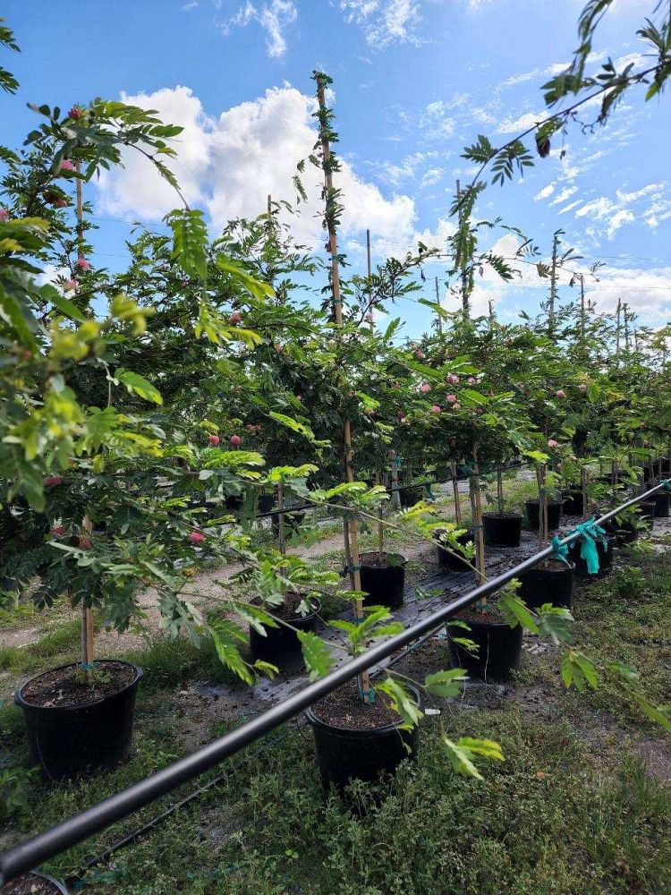 calliandra-powdepuff-tree
