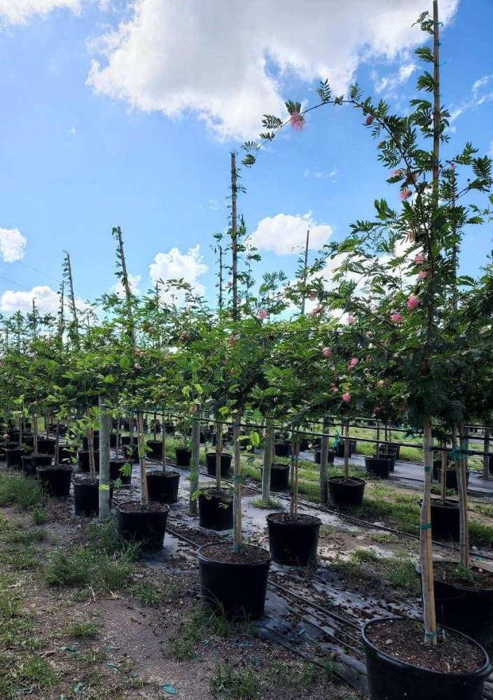 calliandra-powdepuff-tree
