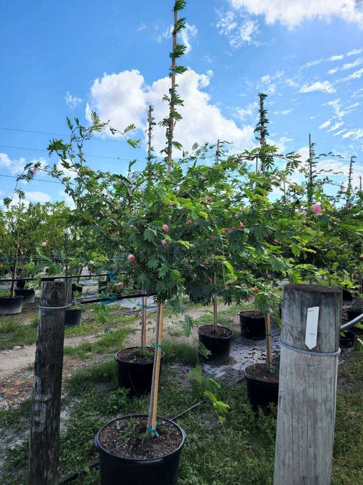 calliandra-powdepuff-tree
