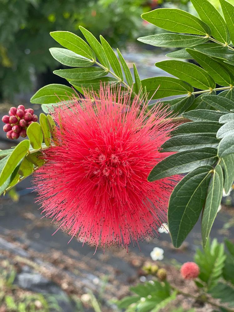 calliandra-powdepuff-tree
