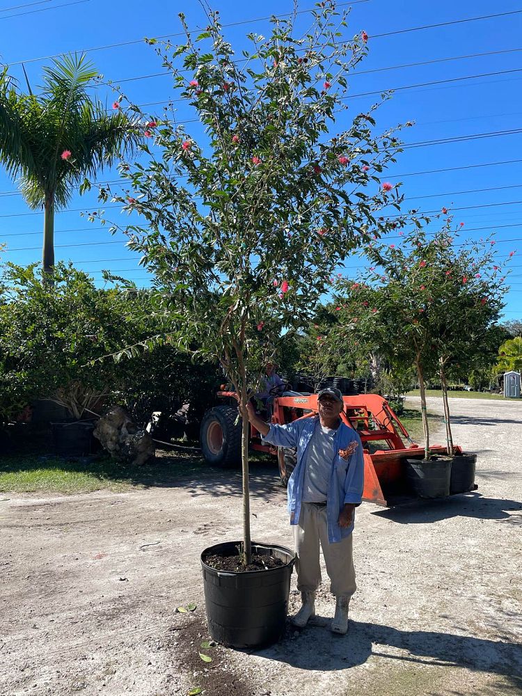 calliandra-powdepuff-tree