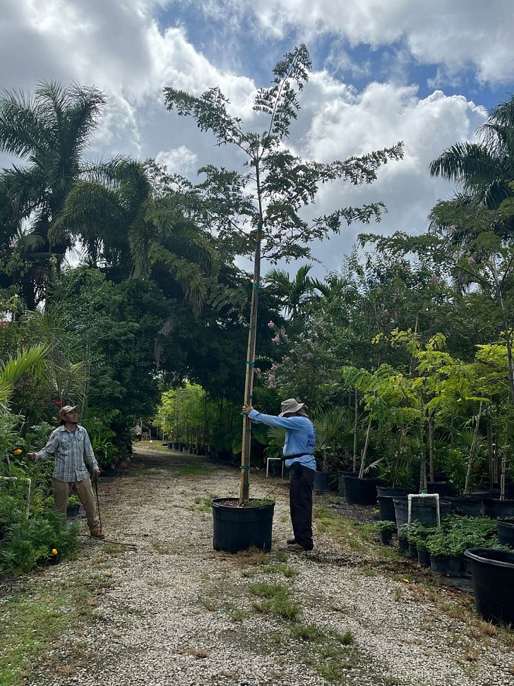 calliandra-powdepuff-tree