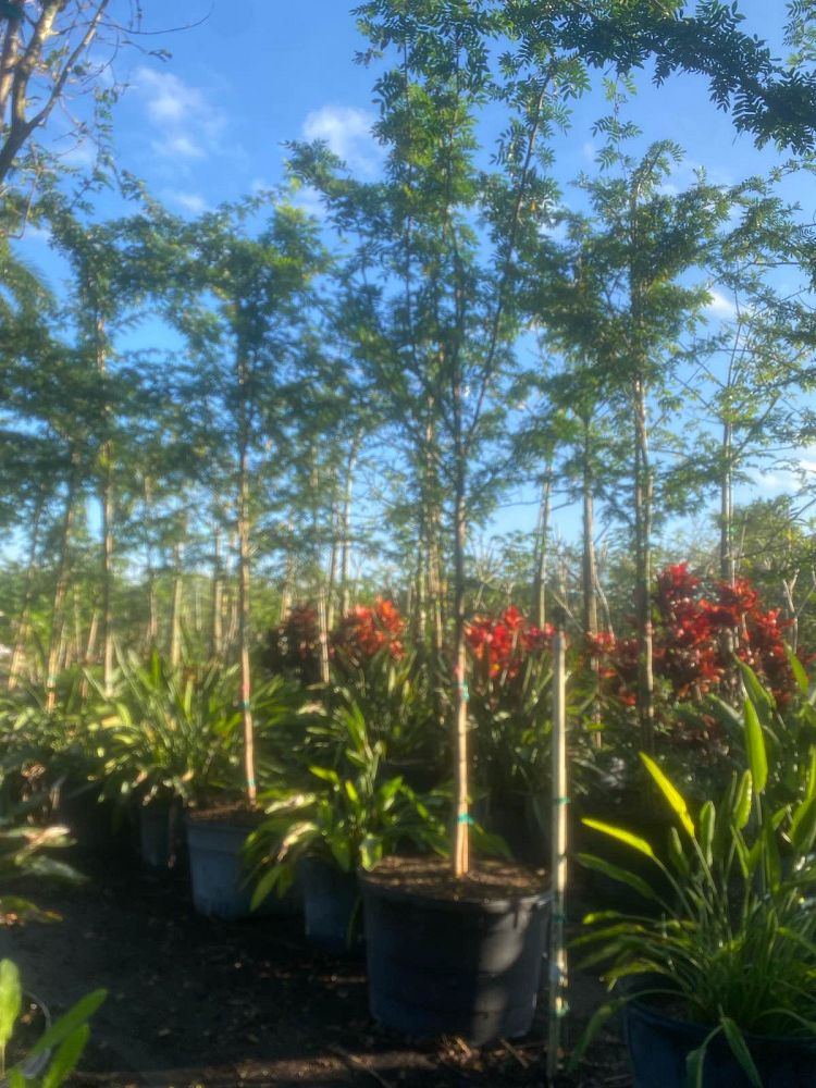 calliandra-powdepuff-tree