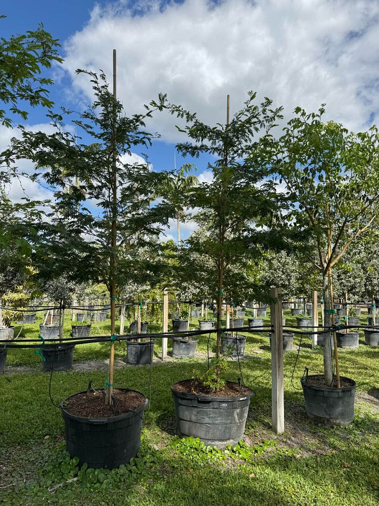 calliandra-powdepuff-tree