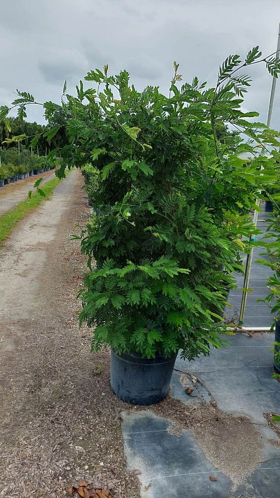 calliandra-riparia-pink-powder-puff