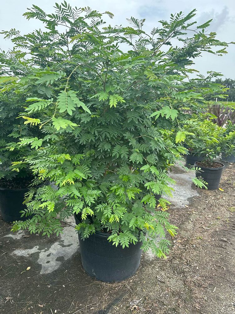 calliandra-riparia-pink-powder-puff