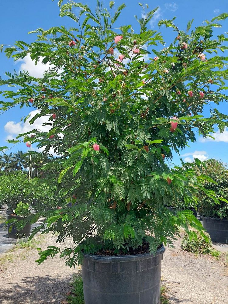 calliandra-riparia-pink-powder-puff