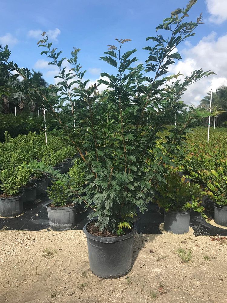 calliandra-riparia-rose-cascade-pink-powder-puff-calliandra-schultzei-rose-cascade