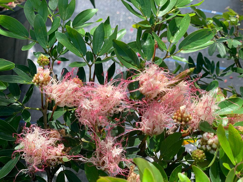 calliandra-riparia-rose-cascade-pink-powder-puff-calliandra-schultzei-rose-cascade