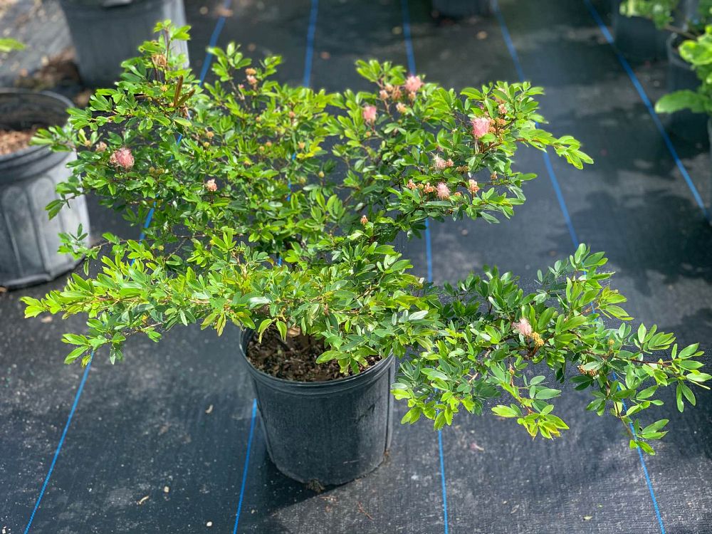 calliandra-riparia-rose-cascade-pink-powder-puff-calliandra-schultzei-rose-cascade