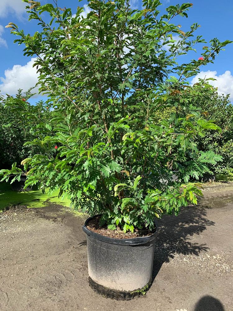 calliandra-riparia-rose-cascade-pink-powder-puff-calliandra-schultzei-rose-cascade