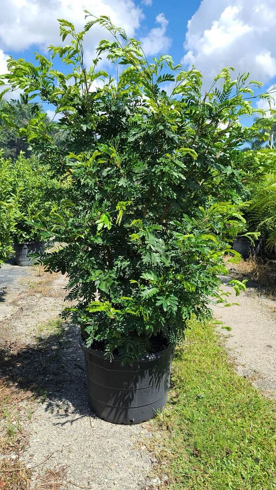 calliandra-riparia-rose-cascade-pink-powder-puff-calliandra-schultzei-rose-cascade