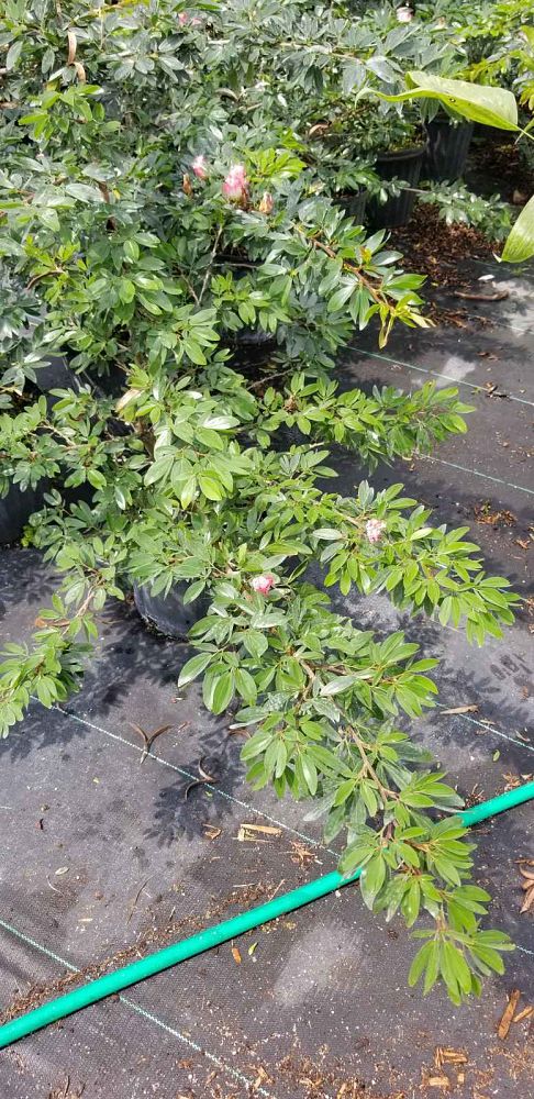 calliandra-schottii-schott-s-stickpea