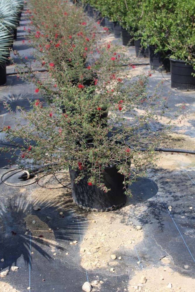 calliandra-sierra-starr-red-fairy-duster-hybrid-red-powder-puff-hybrid-fairy-duster-hybrid