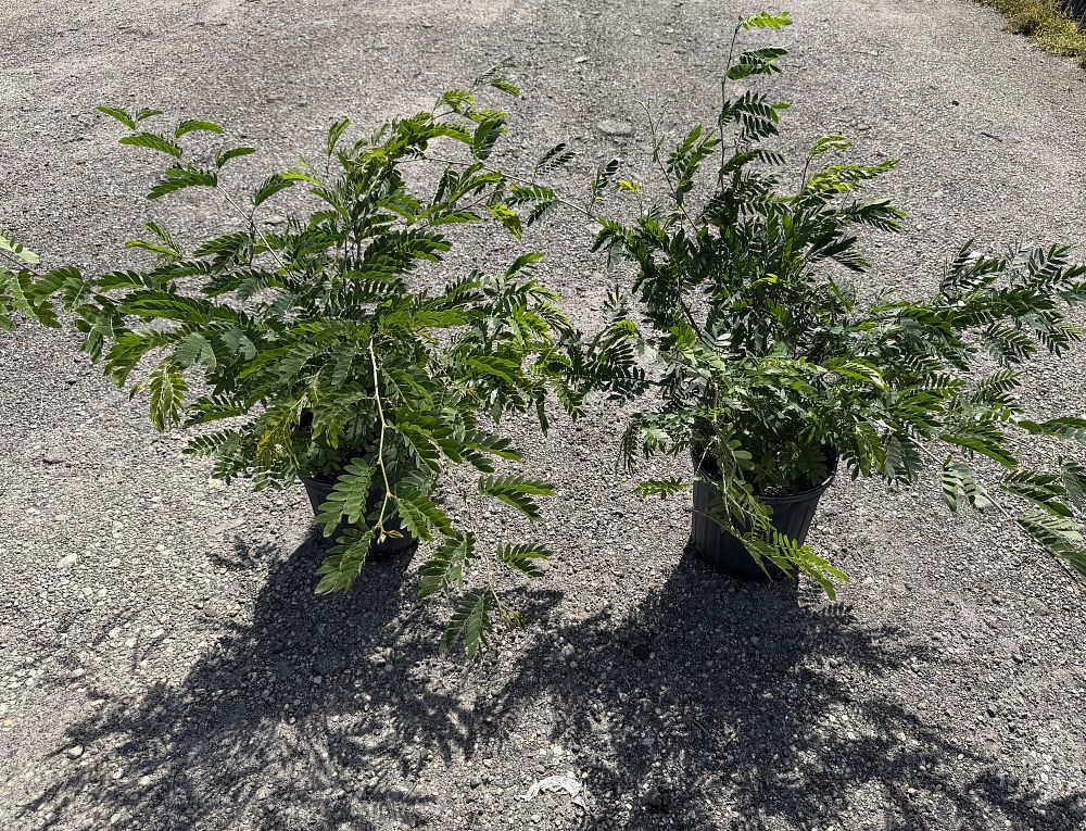 calliandra-surinamensis-alba-balao-chines-pink-powder-puff-suriname-powderpuff