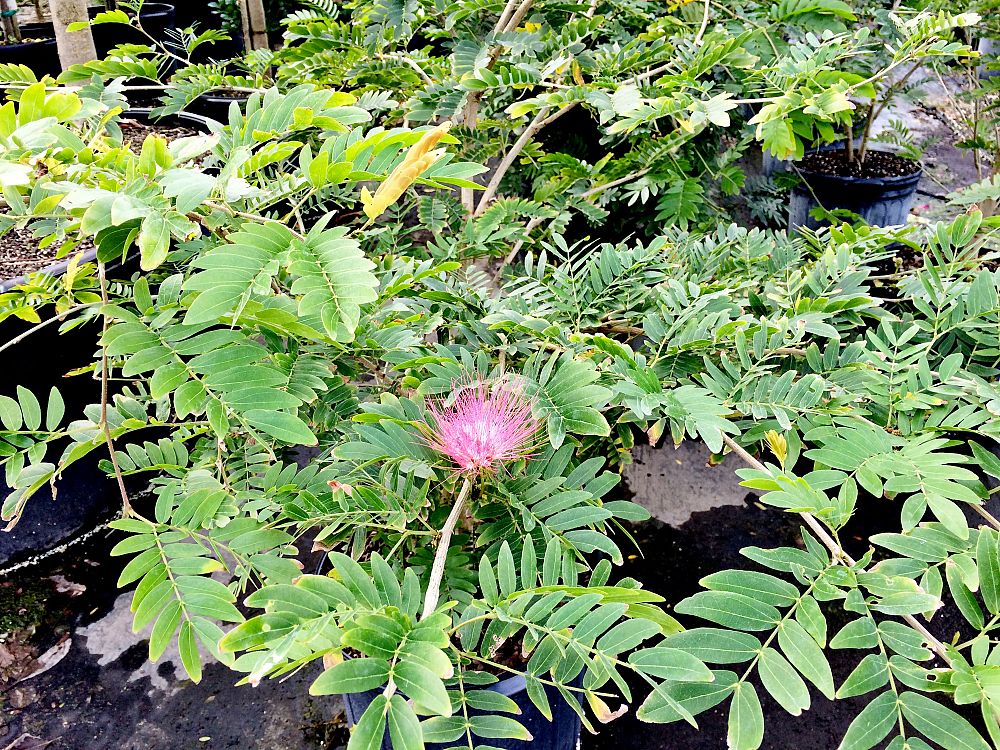 calliandra-surinamensis-pink-powderpuff