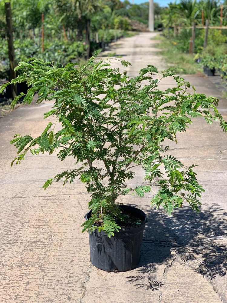 calliandra-surinamensis-pink-powderpuff