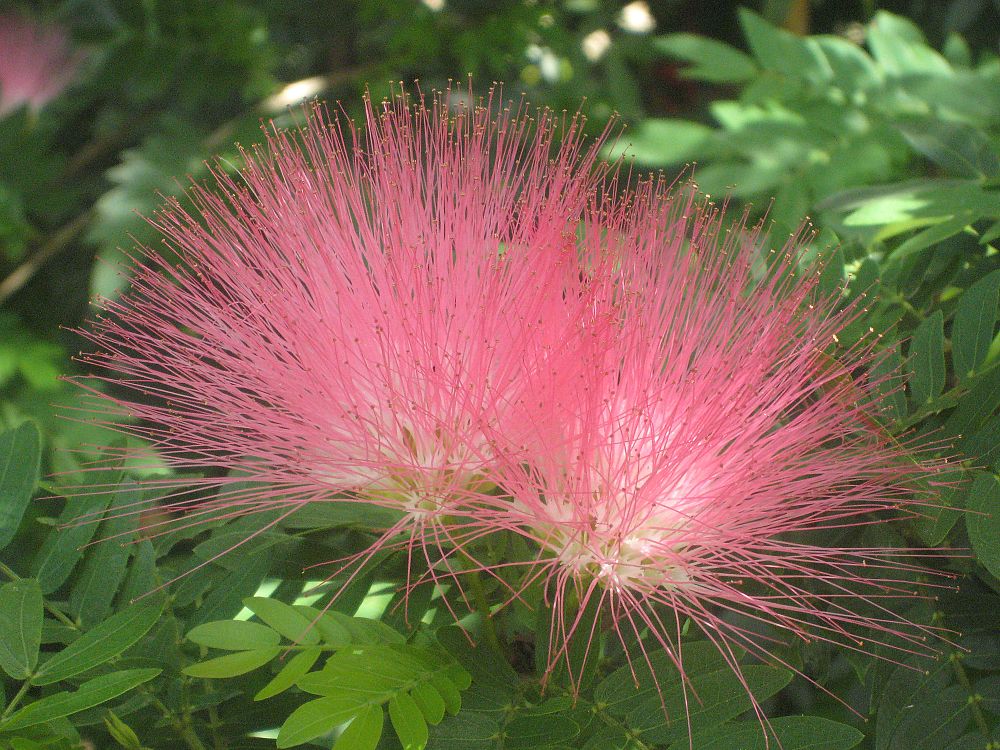 calliandra-surinamensis-pink-powderpuff