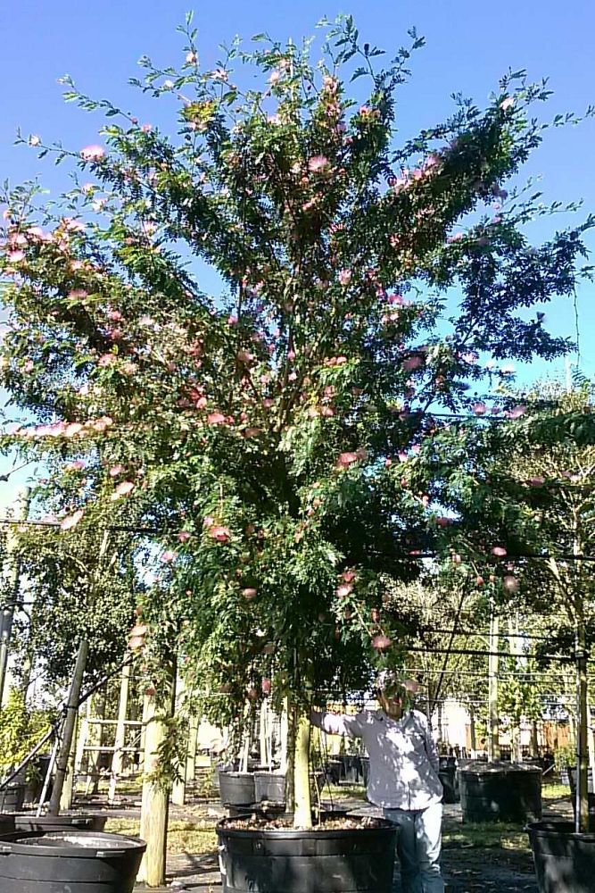 calliandra-surinamensis-pink-powderpuff