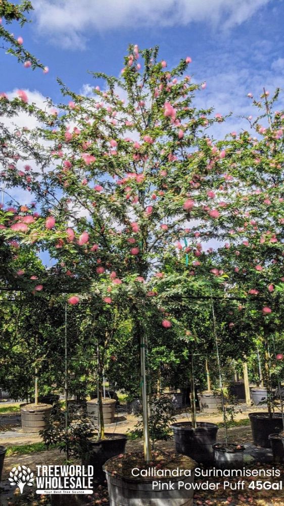 calliandra-surinamensis-pink-powderpuff