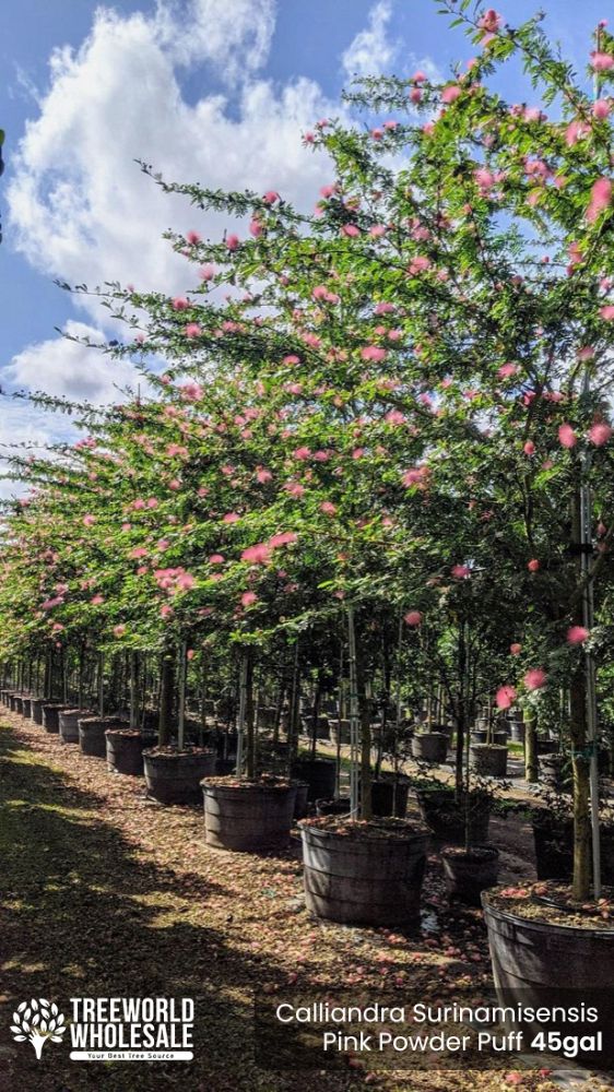 calliandra-surinamensis-pink-powderpuff