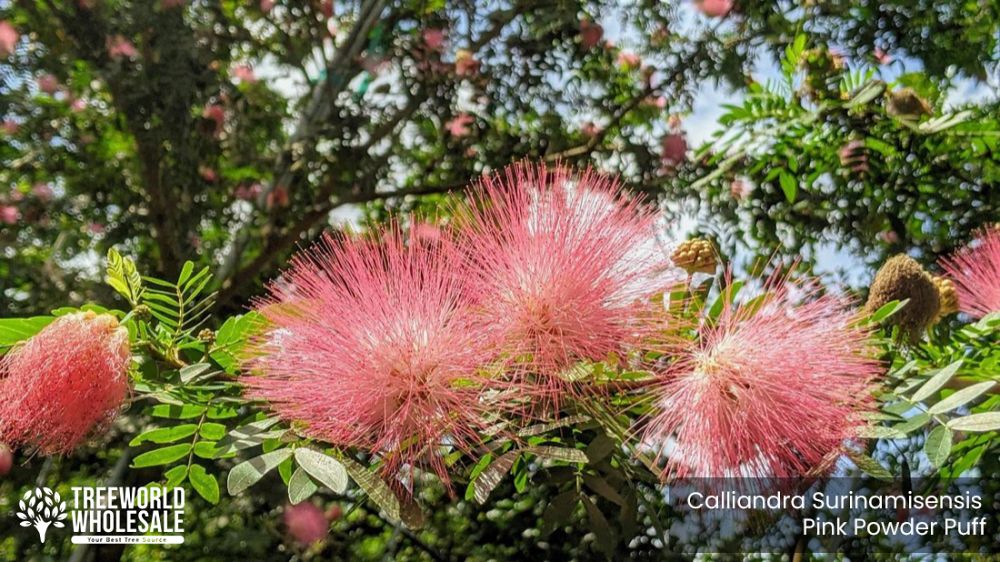 calliandra-surinamensis-pink-powderpuff
