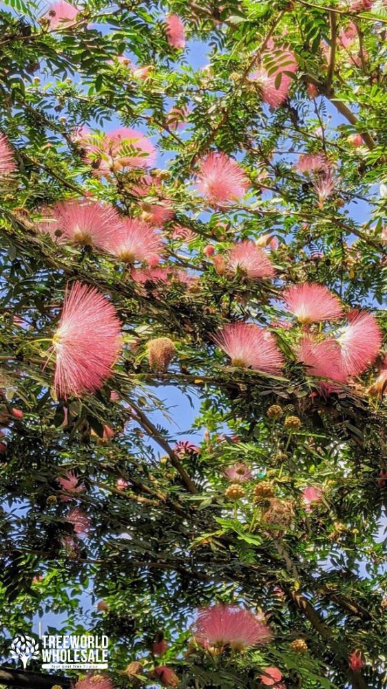calliandra-surinamensis-pink-powderpuff