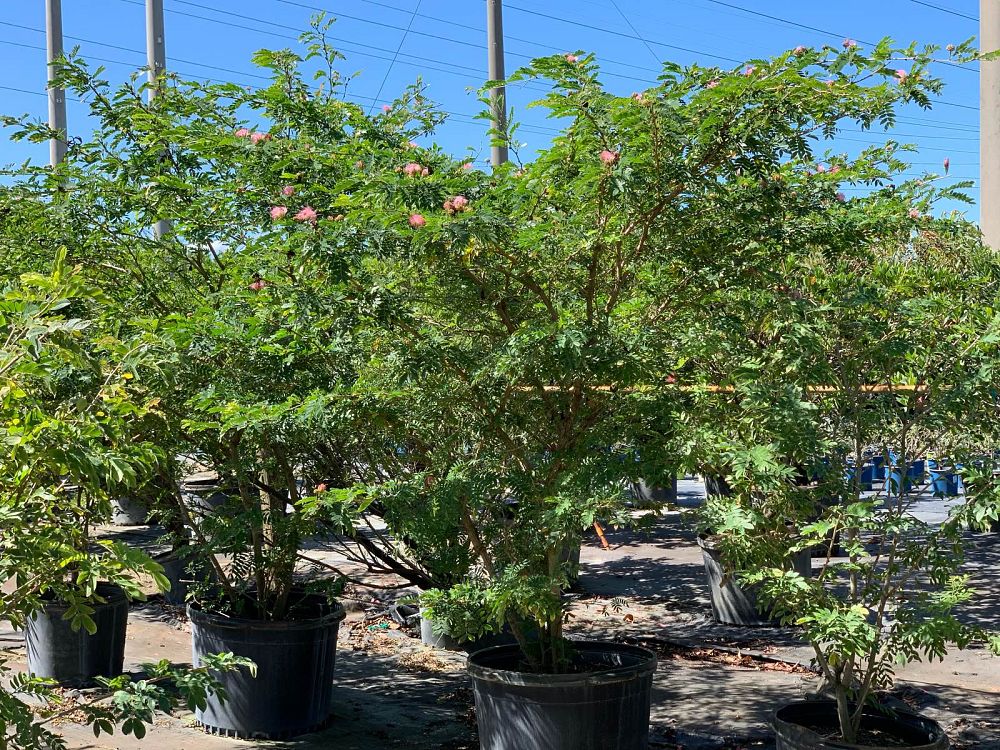 calliandra-surinamensis-pink-powderpuff