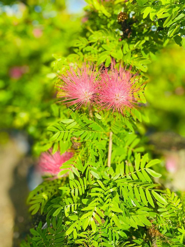 calliandra-surinamensis-pink-powderpuff