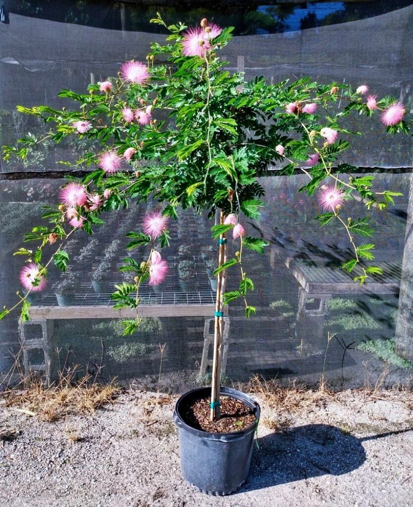 calliandra-surinamensis-pink-powderpuff