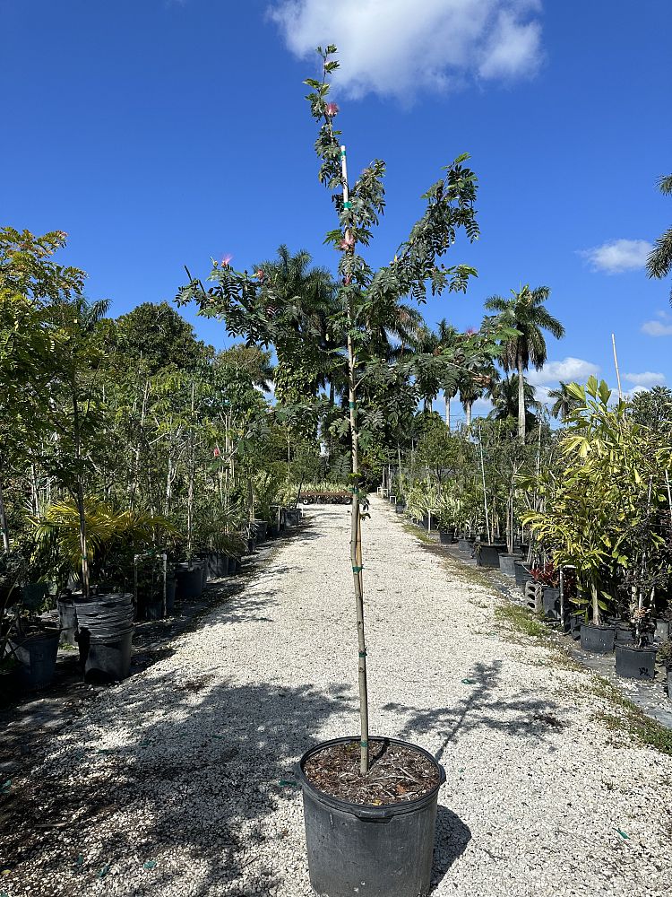 calliandra-surinamensis-pink-powderpuff