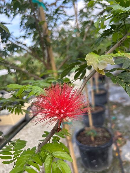 calliandra-tergemina-emarginata-red-powderpuff