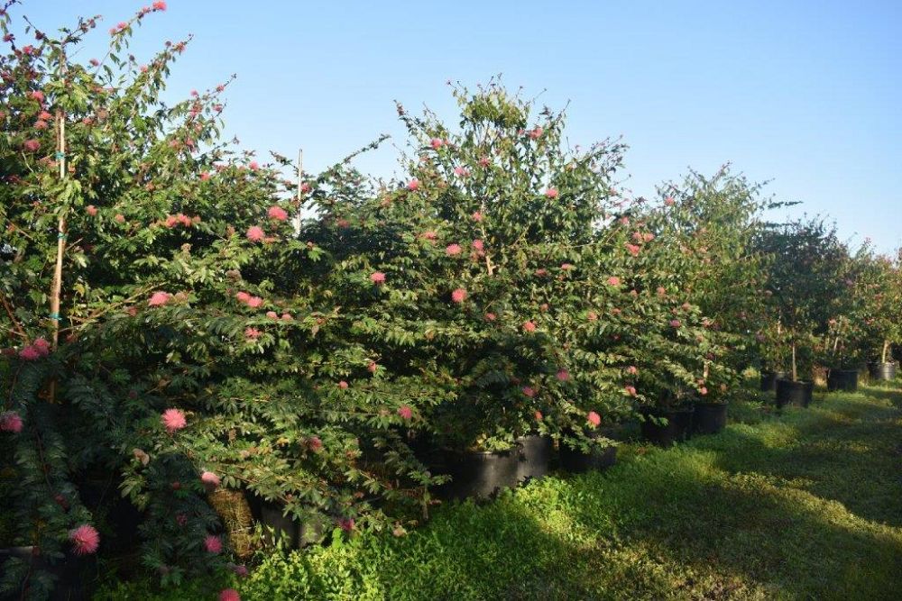 calliandra-tergemina-red-powderpuff