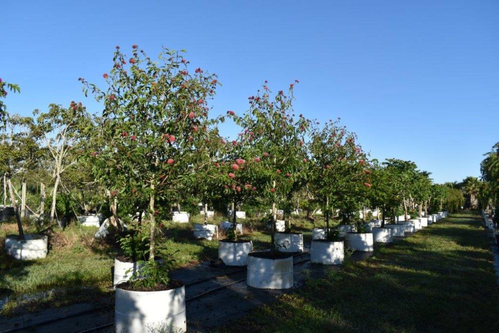 calliandra-tergemina-red-powderpuff