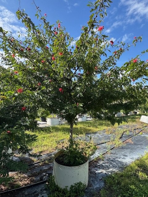 calliandra-tergemina-red-powderpuff