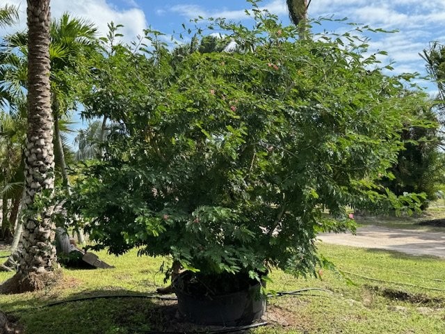 calliandra-tergemina-red-powderpuff