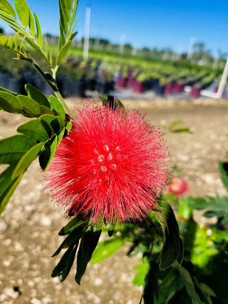 calliandra-tergemina-red-powderpuff