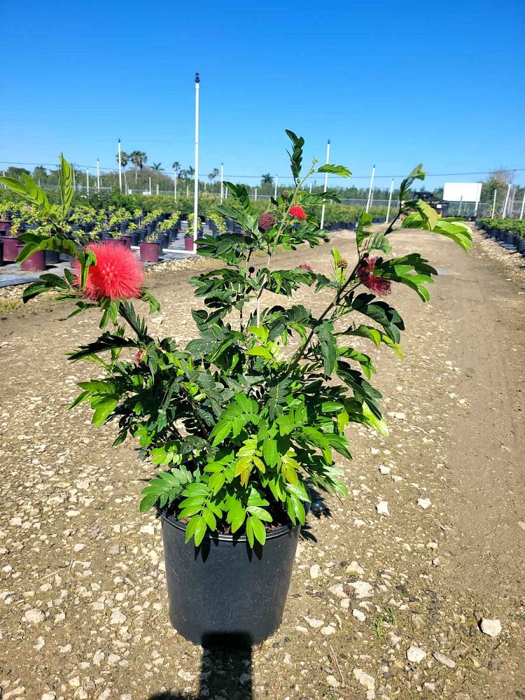 calliandra-tergemina-red-powderpuff