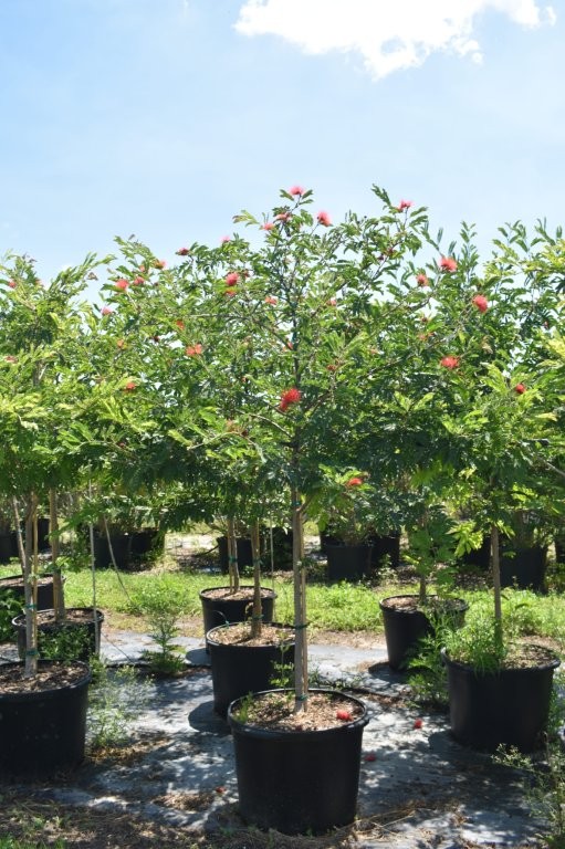 calliandra-tergemina-red-powderpuff