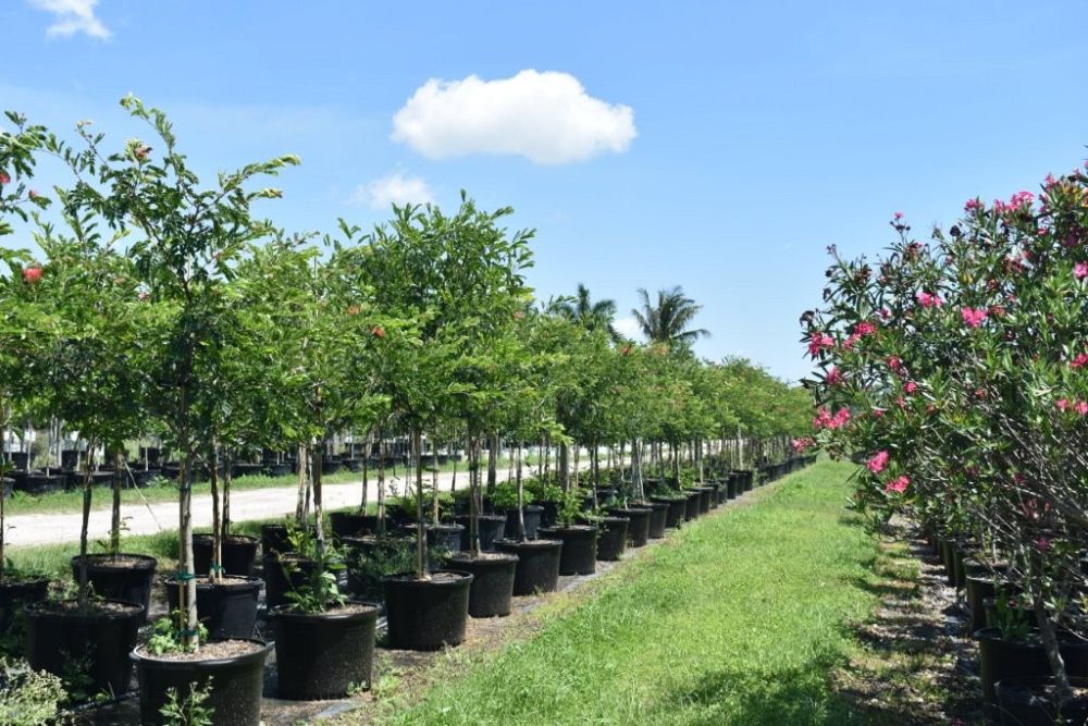 calliandra-tergemina-red-powderpuff