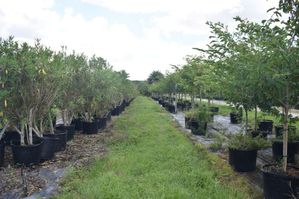 calliandra-tergemina-red-powderpuff