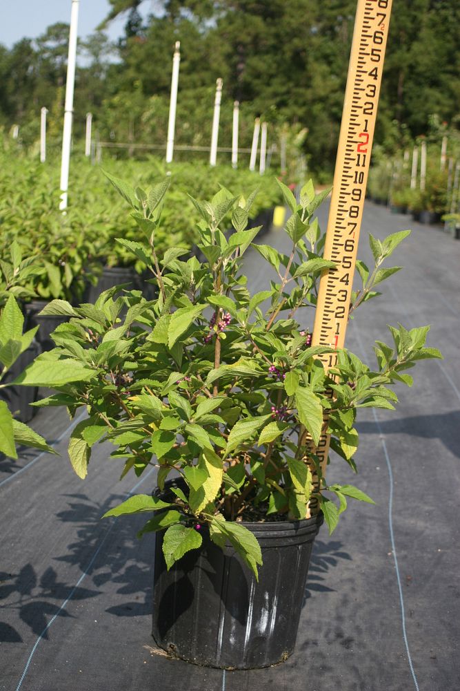 callicarpa-americana-american-beautyberry