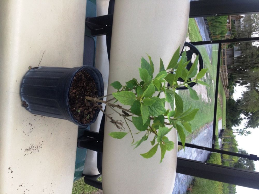 callicarpa-americana-american-beautyberry