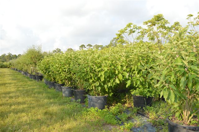callicarpa-americana-american-beautyberry