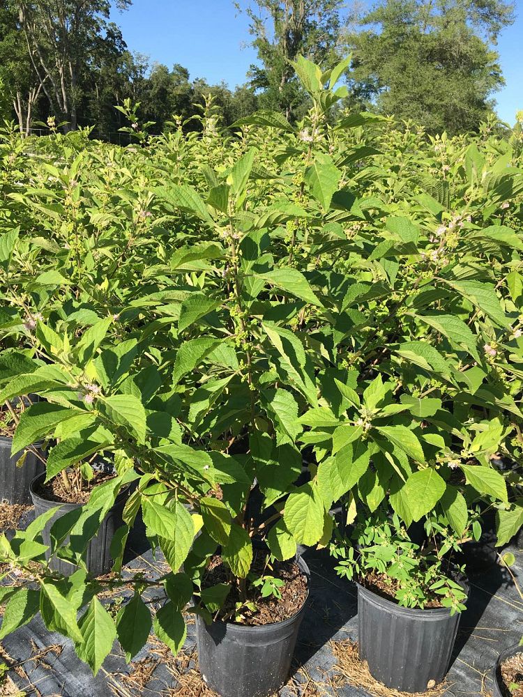 callicarpa-americana-american-beautyberry