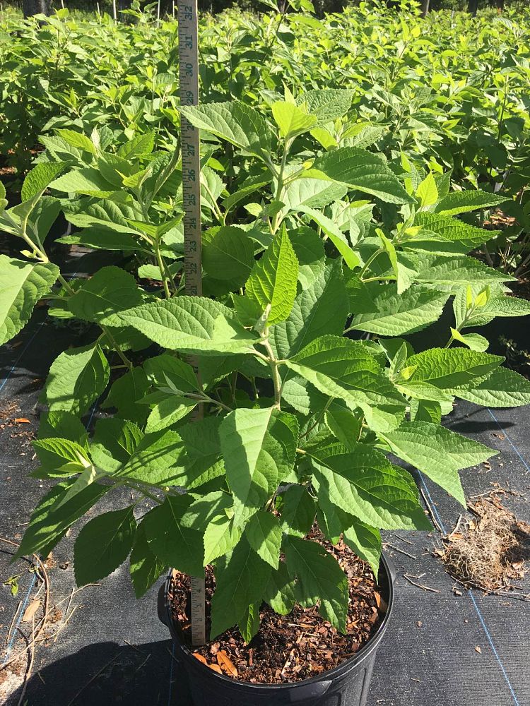 callicarpa-americana-american-beautyberry