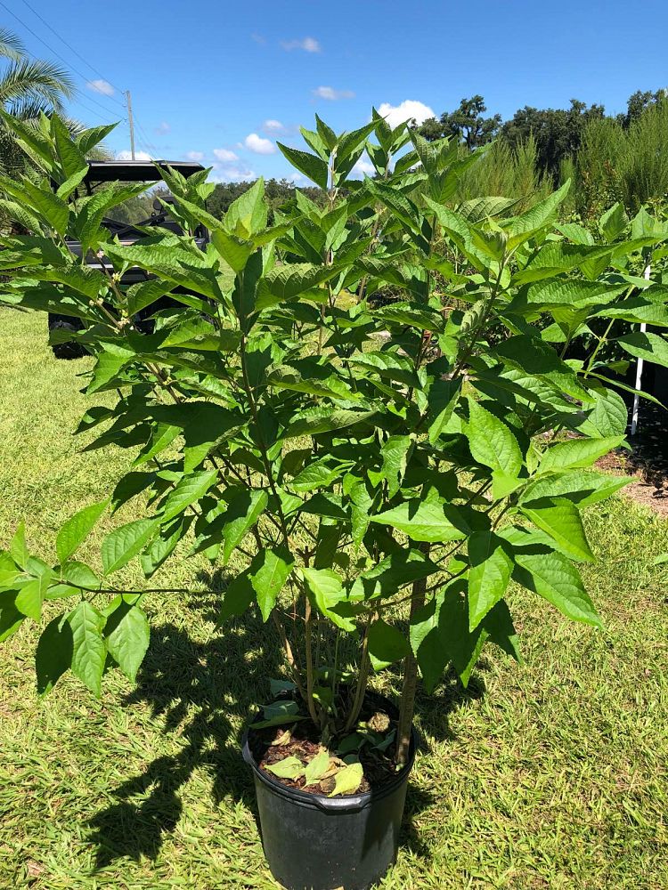 callicarpa-americana-american-beautyberry