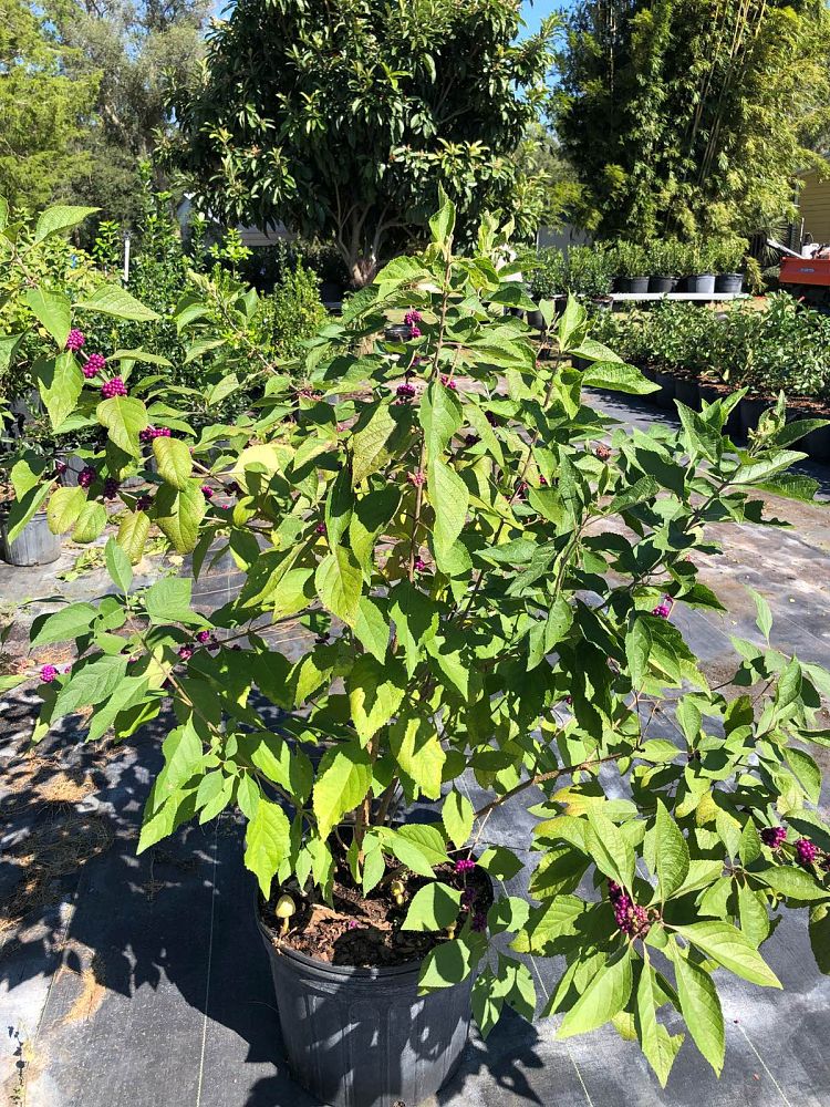 callicarpa-americana-american-beautyberry