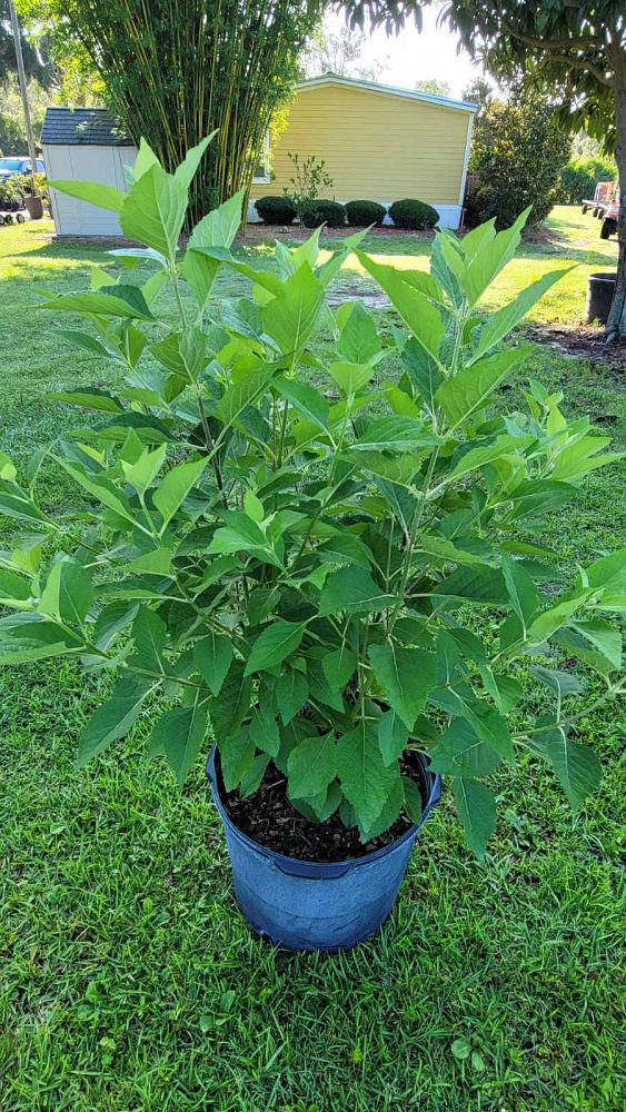 callicarpa-americana-american-beautyberry