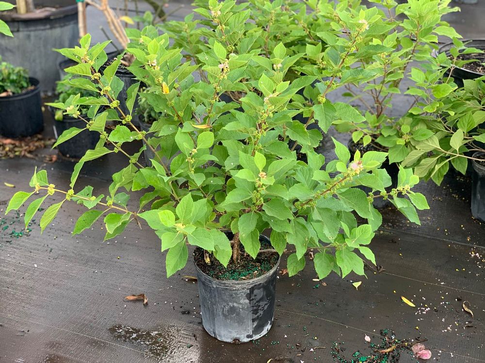 callicarpa-americana-american-beautyberry